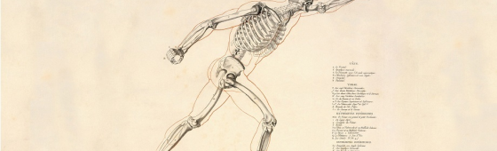 Aviso Anatomia Clínica